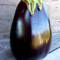 Odyssey F1 Hybrid Eggplant - 1 OZ Bulk ~6200 Seeds - Non-GMO Hybrid F1 - Farm &amp Garden Vegetable Seeds - Egg Plant/Aubergine