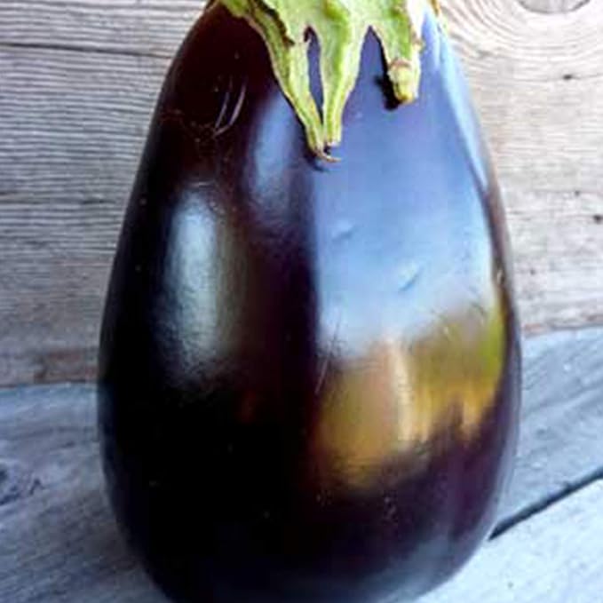 Odyssey F1 Hybrid Eggplant - 10 Grams ~2200 Seeds - Non-GMO Hybrid F1 - Farm &amp Garden Vegetable Seeds - Egg Plant/Aubergine