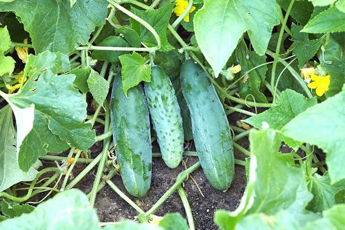 4 Green Cucumber Plants Live 4 Inches Pot Live Cucumber Plants from 6 to 8 Inches Long Cucumber Starter Plants Cucumber Live Plants for Garden