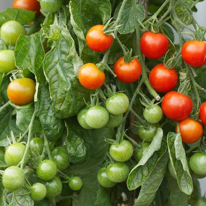 Set 2 Pots Cherry Tomato Plants 4-8 Red Sweet Tomato Plants Live Potted 4 Inch Pot 2 Plants per Pot