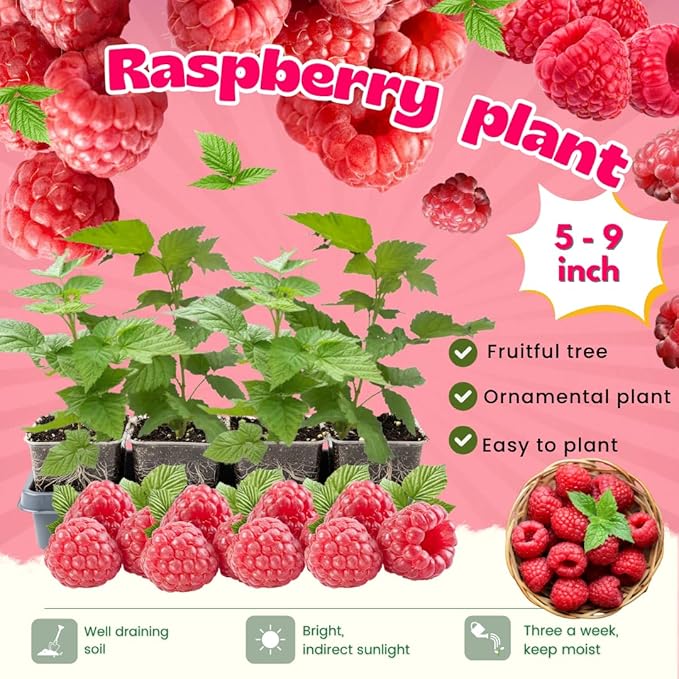 4 Red Thornless Raspberry Plants Live 5-9 Inch Tall Raspberry Fruit Trees for Outdoor Growing Raspberry Seedling