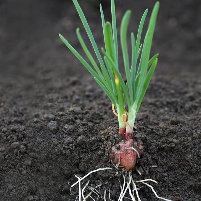 10 Egyptian Walking Onion Plants Live for Planting Outdoors 4-8 Inch Tall High Yield Fast Growing