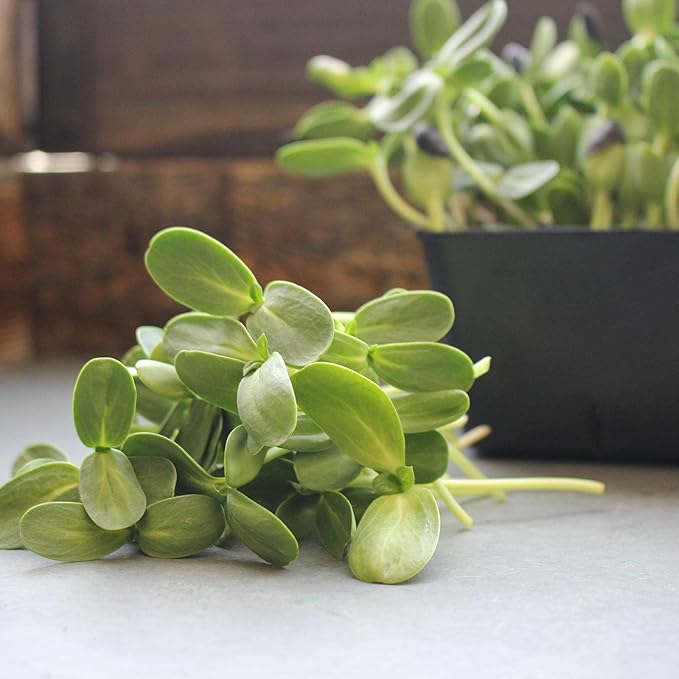 Whole Sunflower Sprouting Seeds: 5 Lb ~ 128000 Seeds - Black Oil Sun Flower Seeds (Shell On): Microgreens Sprouts Flower Gardening - Sun Flower