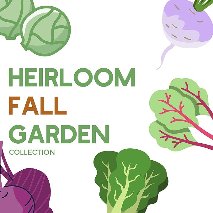 Fall Garden Heirloom Vegetable Seed - ~3800+ Seeds 7 Varieties of Seeds to Sow in Fall Months – Turnip Beet Chard Echinacea Spinach Brussel Sprouts and Kale Heirloom Seed for Planting