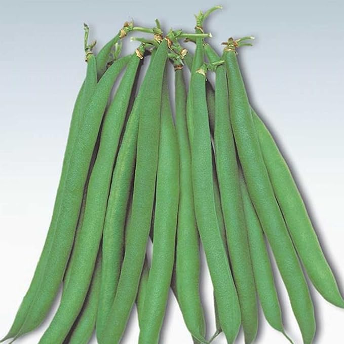 Masai Bush Bean Garden Seeds - 1000 Seeds - Non-GMO Heirloom Baby French Filet Bean Vegetable Gardening Seed