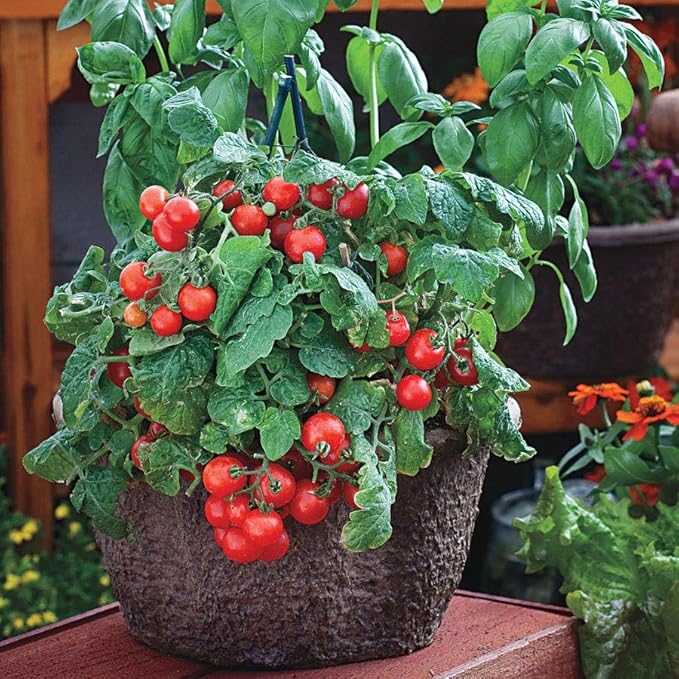 Park Seed Ultimate Container Seed Collection – Non-GMO Compact Vegetable Varieties for Patio Planters &amp Small Spaces with Tomato Pepper Pea Radish &amp Carrot Total of 515 Seeds