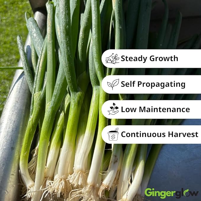 12 Egyptian Walking Onion Plants Start for Planting 4-8 Inch Tall Heirloom Non GMO High Yield Live Vegetable Plants Not Bulbs