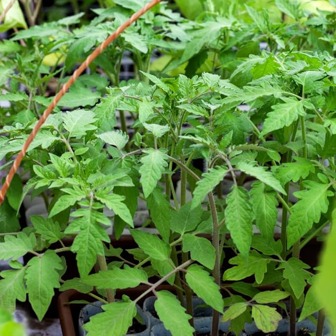 2 Tomato Plants in Pot Cherry Tomato Plant Heirloom Vegetable Plants Live for Planting Outdoors Garden