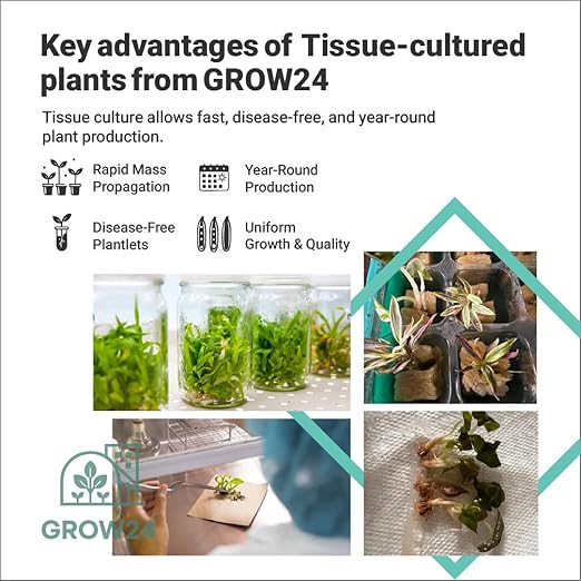 GROW24 Vanilla Orchid Starter Plant kit 4-inch Pots Plus Media Mix and Slow Release Fertilizer (1)