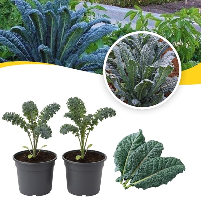 Set of 2 Live Dwarf Blue Kale Plants Hardy Vegetable Kale Plants 3-6 Inches Tall in 4 Inch Pots Ready for Growing