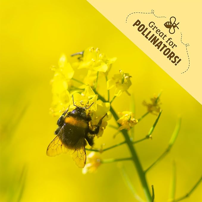 Back to The Roots 100% Organic Yelow Mustard Cover Crop Seeds Covers ~1000 sq. ft.
