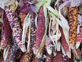 100 Seeds for Plant - Indian MINI Mix Corn Miniature 4 Ears Ornamental Zea Mays Vegetable Seeds