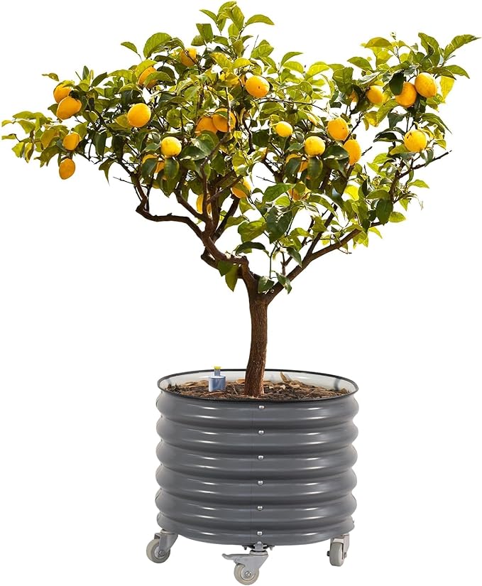 Rolling Metal Citrus Tree Planter Self-Watering Round Large Pot for Growing Trees Tomatoes Vegetables and Flowers Raised Garden Bed with Wheels for Porch Patio &amp Backyard Single Pack-Modern Gra