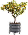 Rolling Metal Citrus Tree Planter Self-Watering Round Large Pot for Growing Trees Tomatoes Vegetables and Flowers Raised Garden Bed with Wheels for Porch Patio &amp Backyard Single Pack-Modern Gra