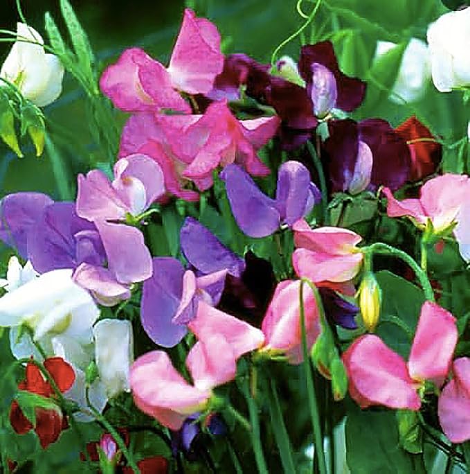 Fragrant Sweet Pea Seeds Climbimg Vine Up to 8' - Approximately 50 Seeds - Most Fragrant Sweet Peas - Lathyrus Odoratus