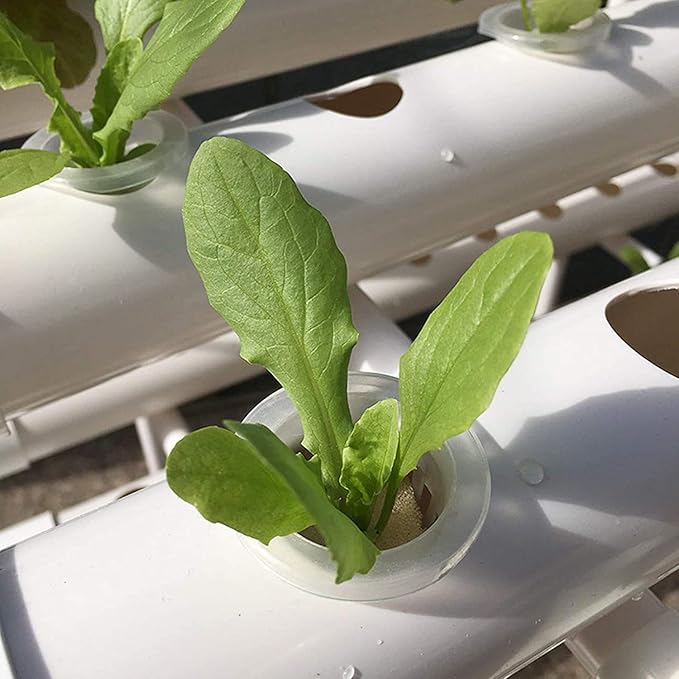 Hydroponic Site Grow Kit Hydroponic Growing System Water Culture Garden Plant System for Leafy Vegetables Herb