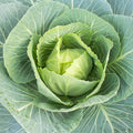 Vates Collards Seeds - 25 Lb Bulk - Heirloom Microgreens &amp Collard Greens Vegetable Gardening Seeds - Slow Bolt Frost Resistant