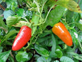 Fresno Hot Pepper Organic Live Plant