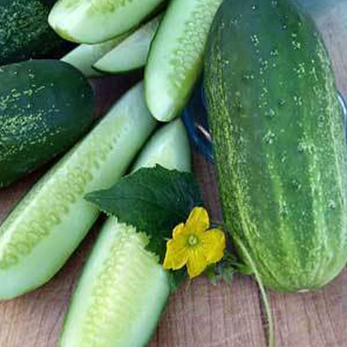 Organic Homemade Pickles Cucumber Seeds - 1/4 LB ~3752 Seeds - Organic Heirloom Open Pollinated Non-GMO Farm &amp Vegetable Gardening Seed
