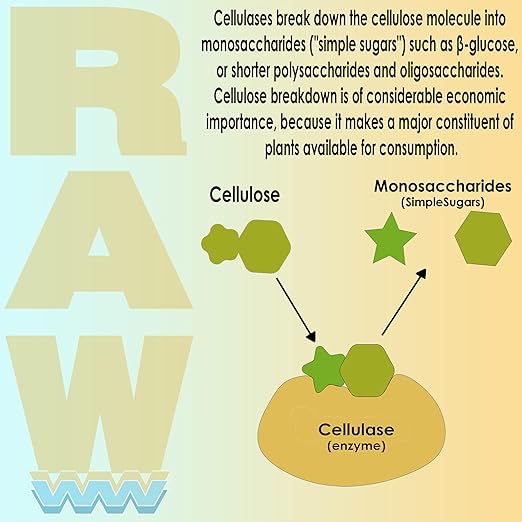 RAW Enzymes 2lb - Potent Plant Enzyme Blend for Enhanced Nutrient Uptake and Healthy Root Development