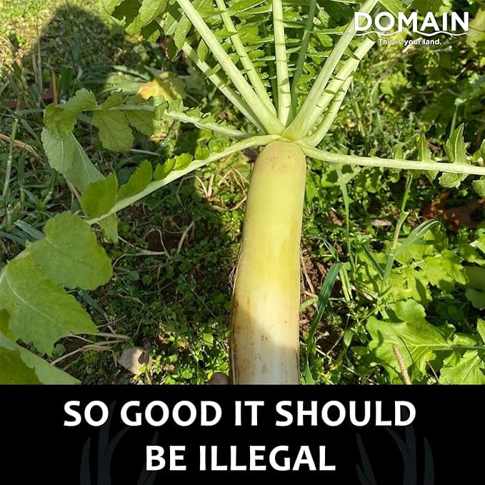 Domain Outdoor Illicit Food Plot Seed Fast Growing Variety of Deer Radish Perfect Seed for Spring Summer or Fall Leafy Greens Sugar-Filled Tap Root Up to 8 Tons of Forage Per Acre 1/2 Acre
