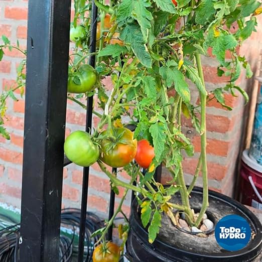 ToDo Hydro Macrobionic and Microbionic Solid Nutrient Solution Big Yields (Yield 320 gal)