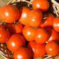 Tomato Garden Seeds - Rutgers VF - 1 Oz - Non-GMO Heirloom Vegetable Gardening Seed