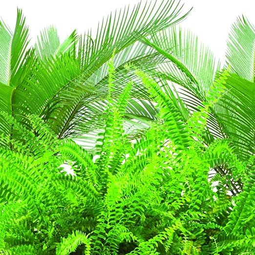 Jobe's 05101 Fern &amp Palm Fertilizer Spikes 30 per Blister Pack 24 Pack