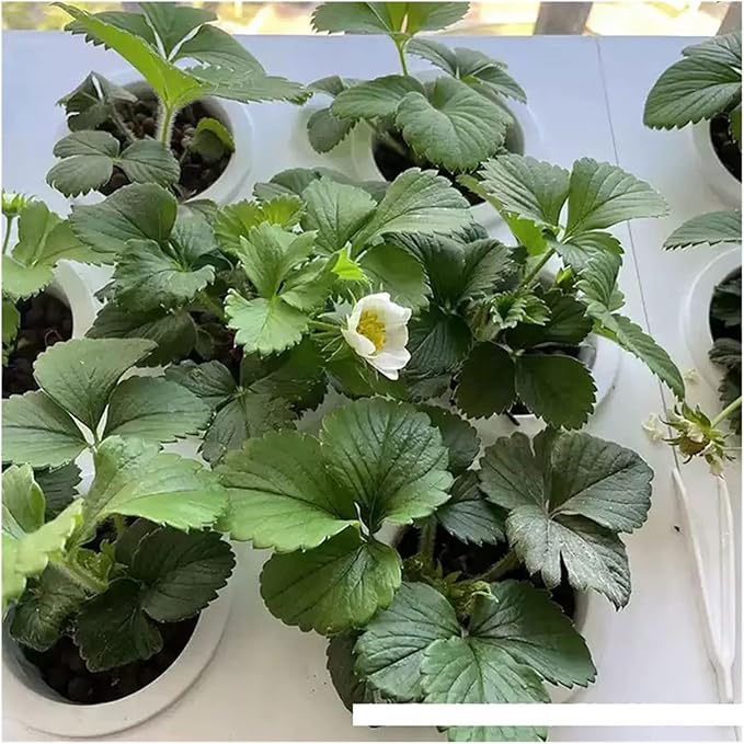 Hydroponic Equipment Hydroponics Growing System Indoor Smart Herb Vertical Garden Kit Automatic LED Grow Lights Planter for Home Kitchen Indoor Garden