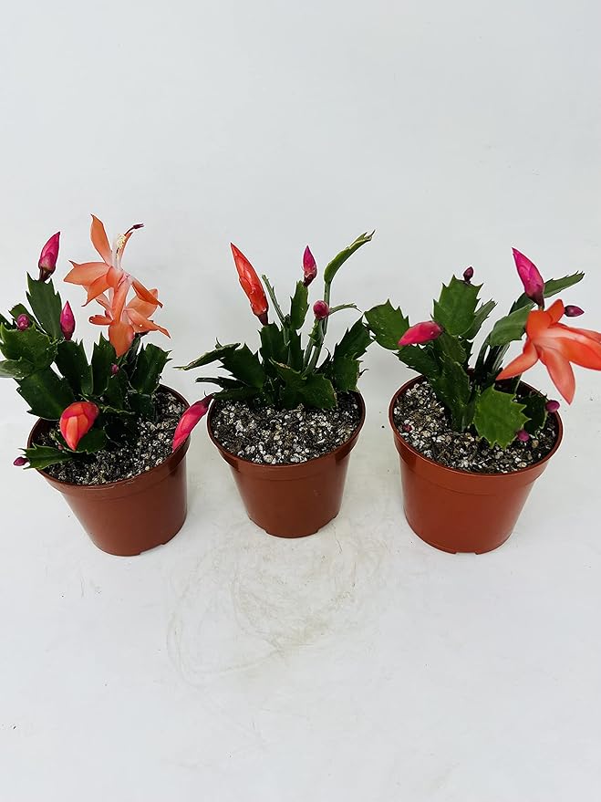 Three Christmas Cactus Red Bloom- 4 Pot- Zygocactus Plants