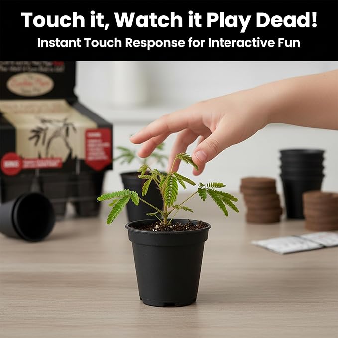 Zombie Plant Greenhouse Grow Kit - Touch It and Watch It Play Dead - Unique Grow Kit to Cultivate a Fun Indoor Plant that Revives in Minutes - Cool Plants and Great for Housewarming Gifts