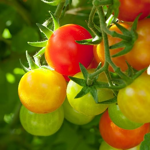 The Old Farmer's Almanac Organic Tomato &amp Vegetable Plant Food Fertilizer (4.5 Lbs - Covers 500 Square Feet) OFA-TV848