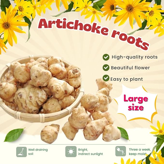 5 Jerusalem Artichoke Tubers for Planting Fresh Sunroots Sunchokes Edible Hardy Roots for Home Garden or Raised Beds