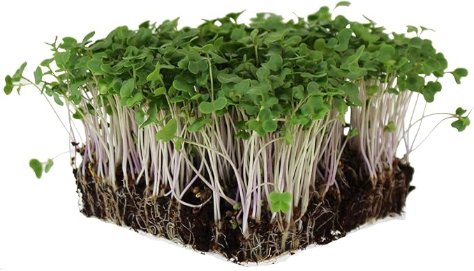 Waltham 29 Broccoli Seeds | Non-GMO Bulk Heirloom Broccoli Seeds for Sprouting Microgreens Vegetable Gardening Garden Salad Garnishes &amp More (5 Lb)
