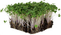 Waltham 29 Broccoli Seeds | Non-GMO Bulk Heirloom Broccoli Seeds for Sprouting Microgreens Vegetable Gardening Garden Salad Garnishes &amp More (5 Lb)