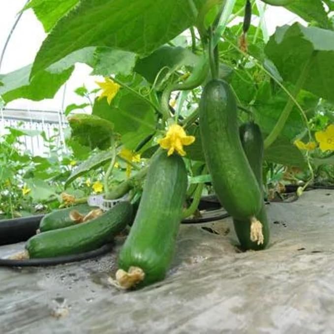 2 Cucumber Plants Live Live Green Cucumber Plants Potted 3 to 5 Inches Tall 4 Inches Pot Vegetable Plants Gardening Planting