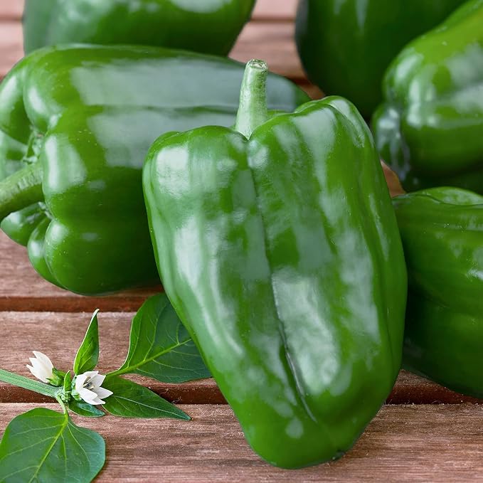 Bonnie Plants Green Bell Pepper Live Vegetable Plants - 4 Pack Non-GMO 2 - 3 Ft Plants 4.5 x 4 Inch Pepper Size