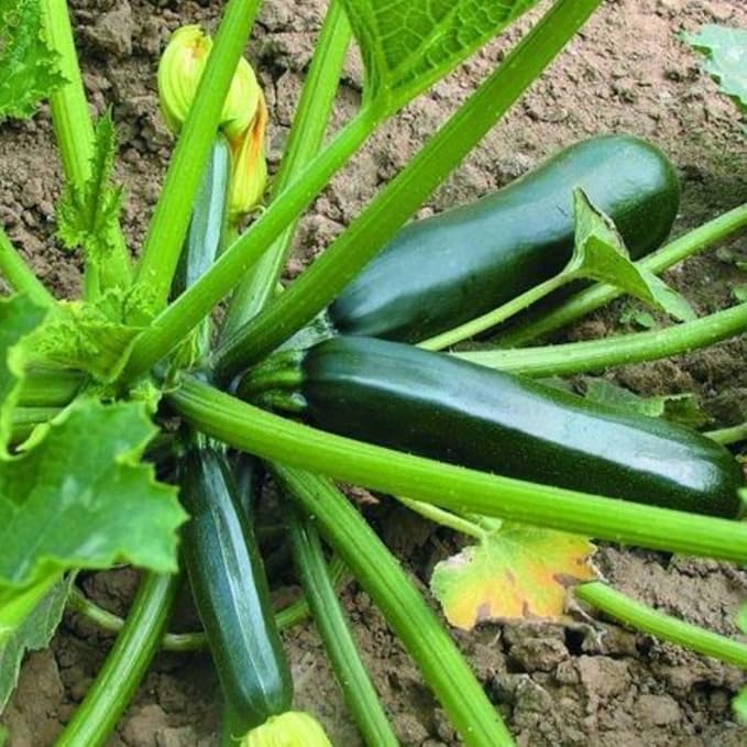 2 Green Zucchini Plants Live 4 Inc Potted Fast Growing Squash Vegetable Garden Plants