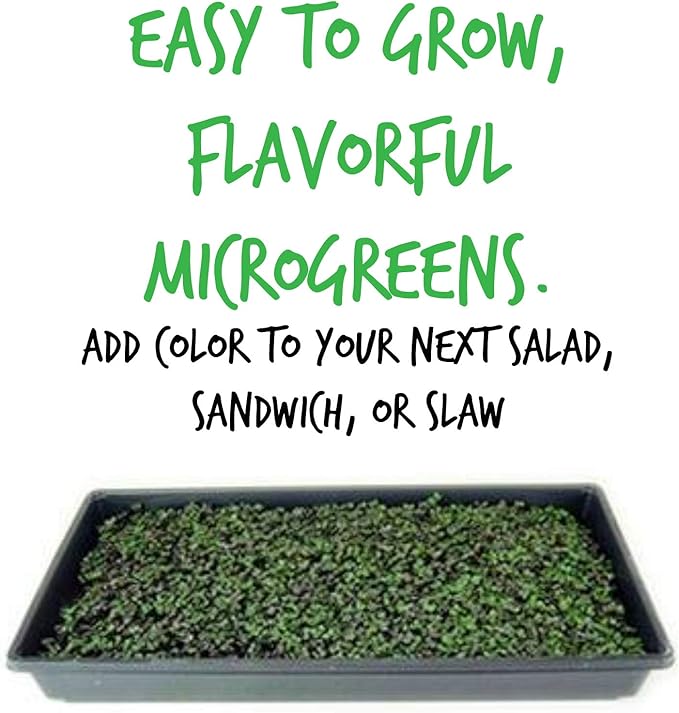 Red Acre Cabbage Microgreens &amp Sprouting Seeds – 1 Lb – Non-GMO Chemical-Free – High-Germination Seeds for Nutritious Microgreens Sprouts Hydroponic Growing and Indoor Gardening