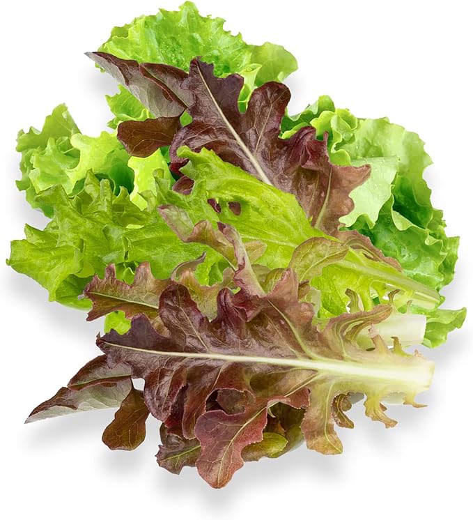 Gourmet Looseleaf Lettuce Blend - Complete Seed Pod Plugs with Plant Food - 10 Pods for Hyrdoponic Gardens Click and Grow Lettuce Grow and Outdoor Gardens