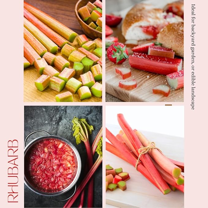 Rhubarb Plant for Planting Red Rhubarb Root Plant Well Rooted 4-6 Inc Cold Hardy Perennial Vegetable for Indoor Outdoor Garden