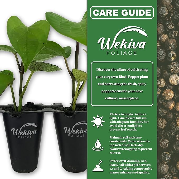 Black Pepper Plant - 3 Live Starter Vines - Piper Nigrum - Grow Your Own Spices in The Garden
