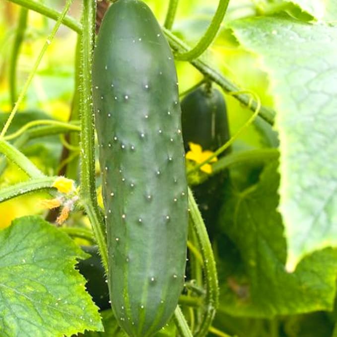4 Green Cucumber Plants Live 4 Inches Pot Live Cucumber Plants from 6 to 8 Inches Long Cucumber Starter Plants Cucumber Live Plants for Garden