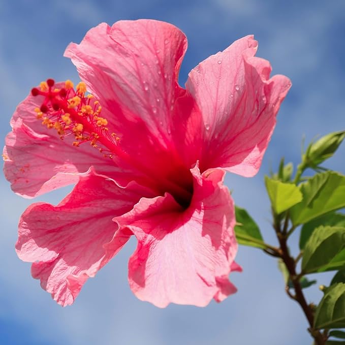 Pink Hibiscus. rosa-sinensis. Live Plant - Tropical Blooming Hibiscus Pretty Flowers Used in Tea and Juice (2 Pink Hibiscus Cups)