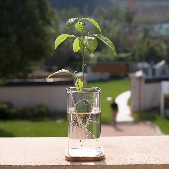 2 Pack Avocado Vase Grow Glass Avocado Seed Starter Vase Large Pit Propagation Kit Hydroponic Rooting Sprout Set