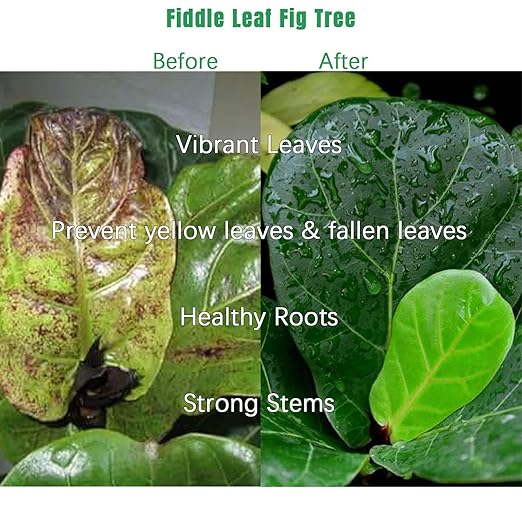 Fiddle Leaf Fig Tree Plant Food 21 ozLiquid Houseplant Fertilizer with 3-1-2 NPK Ration for Healthy RootsStems and Leaves