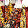 60 Rainbow Ornamental Corn Seeds | Indian Maize Native American Autumn Flint Calico Popcorn Glass Gem Vegetable Seed