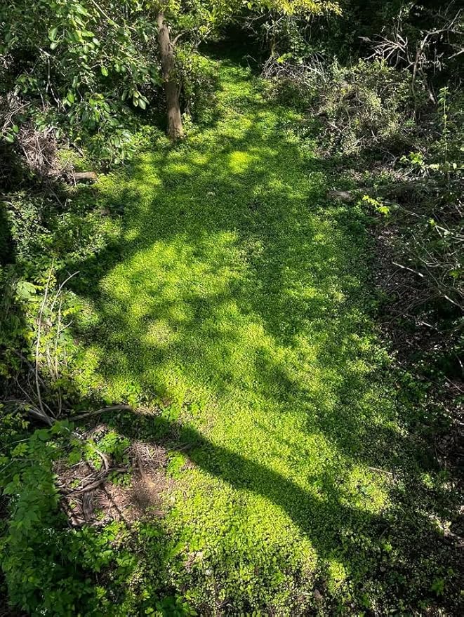Kill Plot Food Seed Mix for Deer 1/3 Acres or 3 Acres Highly Attractive Mix of Brassicas Clovers and Chicory Made for Small Plots