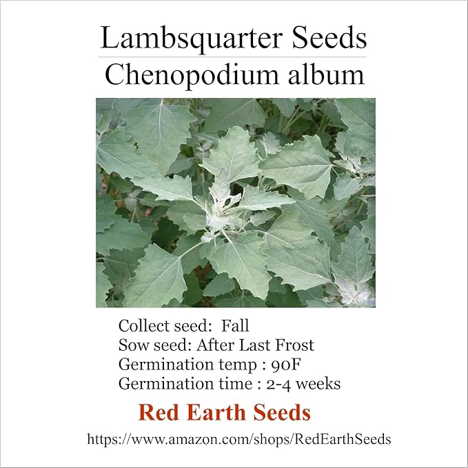 Lambsquarter/Chenopodium Album - 1000 Seeds (Organically Grown) (Organically Grown)