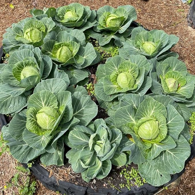 Cabbage Plant in 4 Inch Pot 3 to 6 Inch Tall Vegetable Cabbage Plants Seedling Cold Harrdy Plants for Outdoors Planting